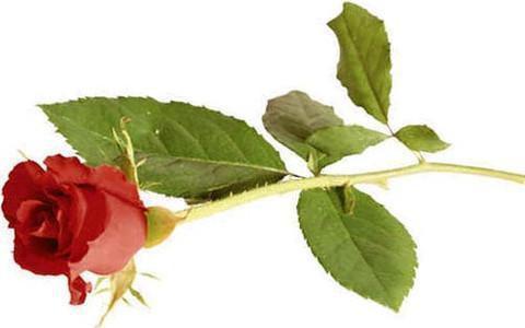 Flowers - Single Rose - Fiddler on the Roof 2025