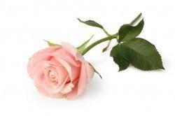 Flowers - Single Rose - HONK!